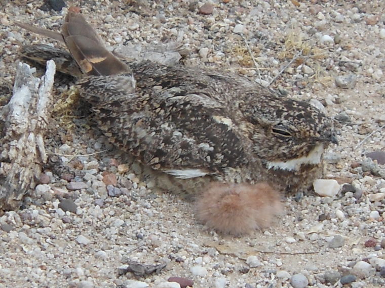 Lesser Night Hawk